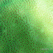 IMGP2356 Snorkel Buck Island Reef 