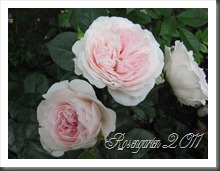 IMG_2069 IMG_2069
