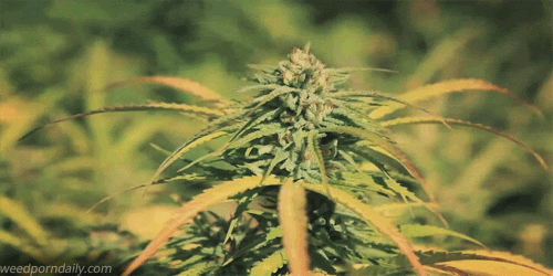 weed gifs cannabis maconha gif