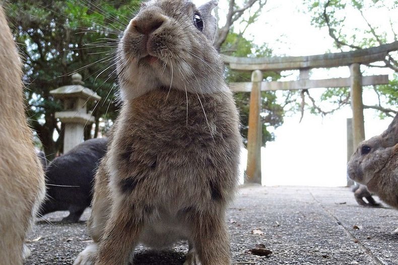 okunoshima-1