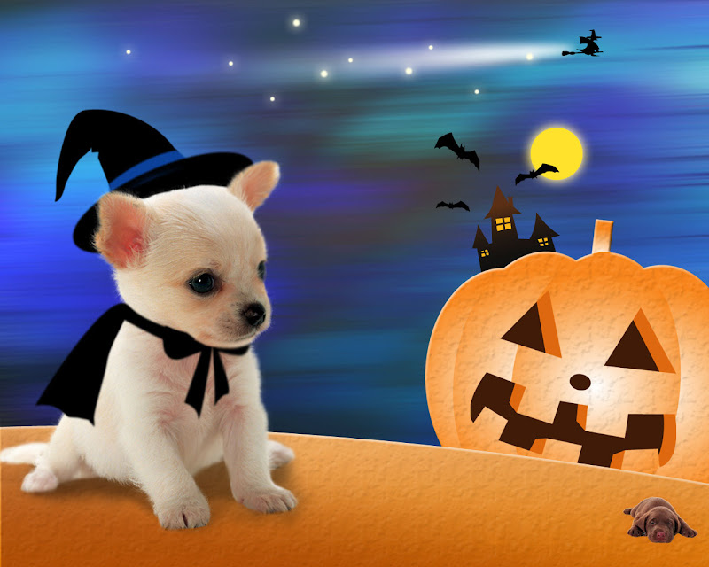 Helloween Dog, Halloween