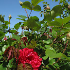 IMG_3536.jpg