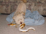 IMG_0016-5.JPG
