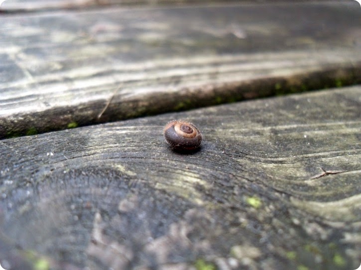 Lillebitte snegl på altanens gulv