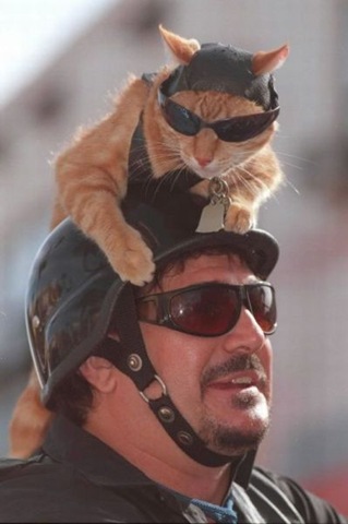 [viral-picdump-pics-16%255B2%255D.jpg]