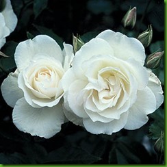 Rosa ICEBERG1 Rosa ICEBERG1