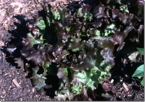 Lettuce_RedSails-1985 Lettuce_RedSails-1985