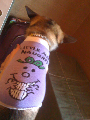 Here is my little 4-pound Minnow wearing a cute sock I got from the dollar store.