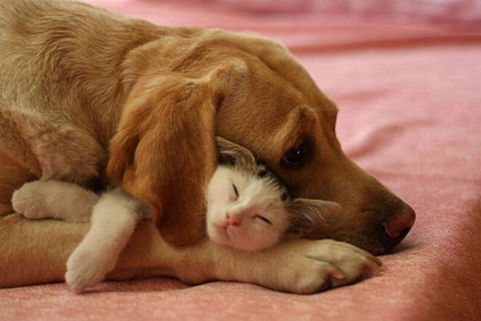[animals-worried-face-12%255B2%255D.jpg]