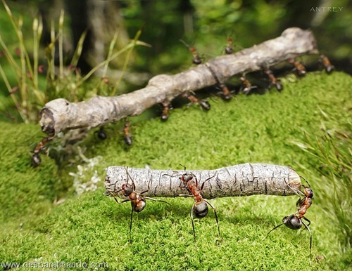 formigas inacreditaveis incriveis desbaratinando  (20)