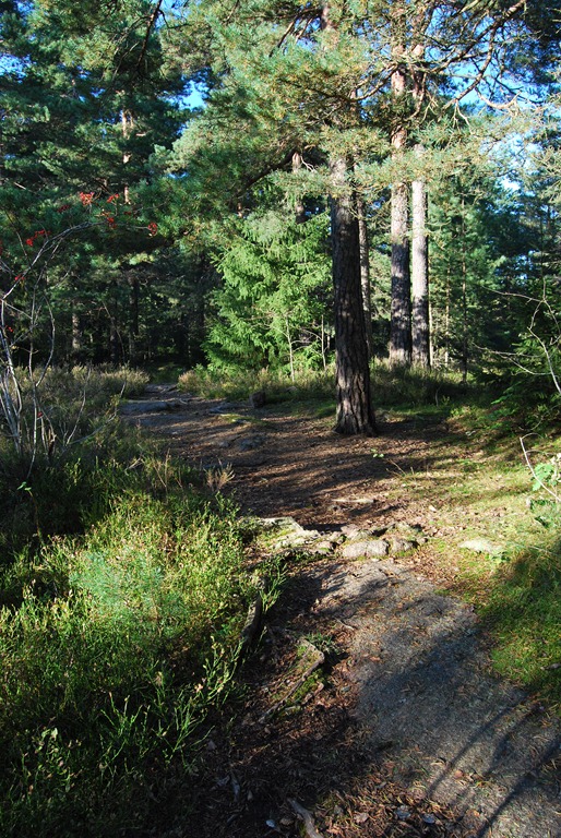 [Tur%2520i%2520skogen%2520sept%252011%2520011%255B10%255D.jpg]