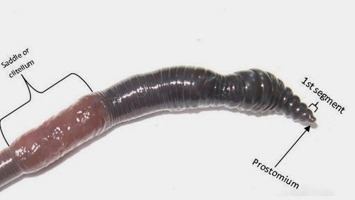 Top view of Lumbricus head and clitellum (note the iridescence) Top view of Lumbricus head and clitellum showing iridescence