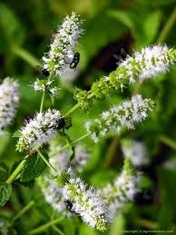 [mint%2520with%2520metalic%2520flies%255B2%255D.jpg]