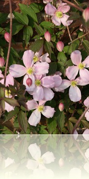 bloemen in de tuin 002