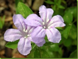 DSCN0316