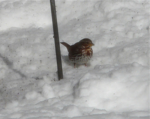Fox Sparrow under finch feeders