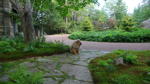 I'm usually a very obedient dog, and I wait patiently for Martha's lead.  However, today, I'm going to assert myself and take action.