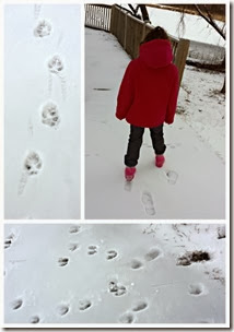 Animal Tracks from KC Edventures Animal Tracks from KC Edventures