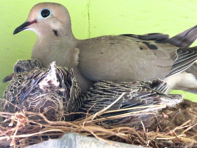 [Mourning%2520Dove%2520with%2520Chicks%255B4%255D.jpg]