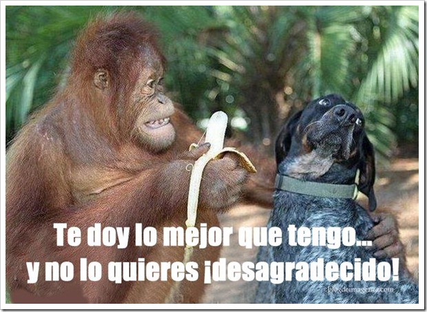 desagradecido 1