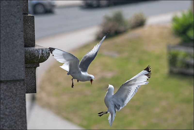 Tyne Bridge Kittiwakes