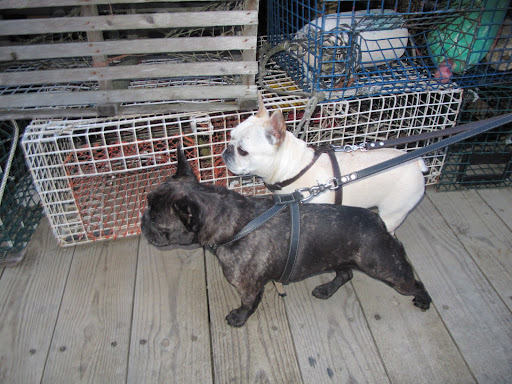 Hmmm, they look like cages or traps of some sort.