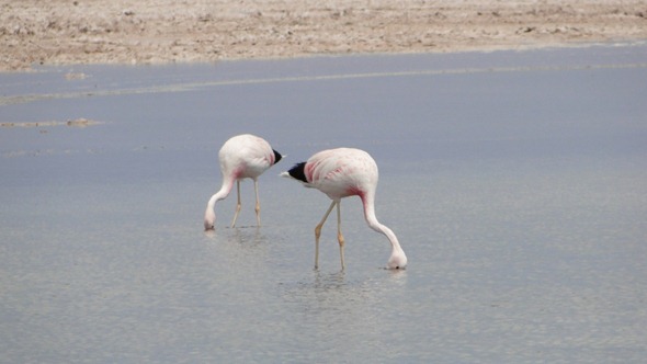 Flamingos na Laguna Chaxa