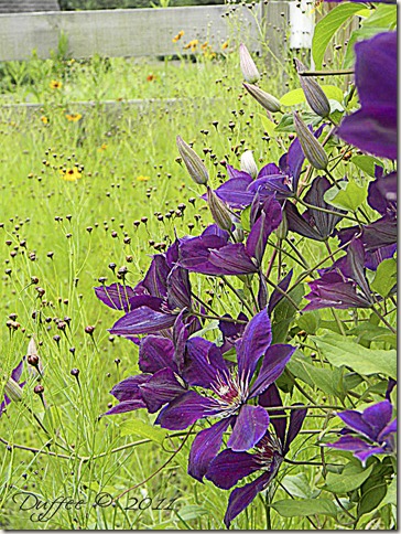 Day #59 Purple Fantasy