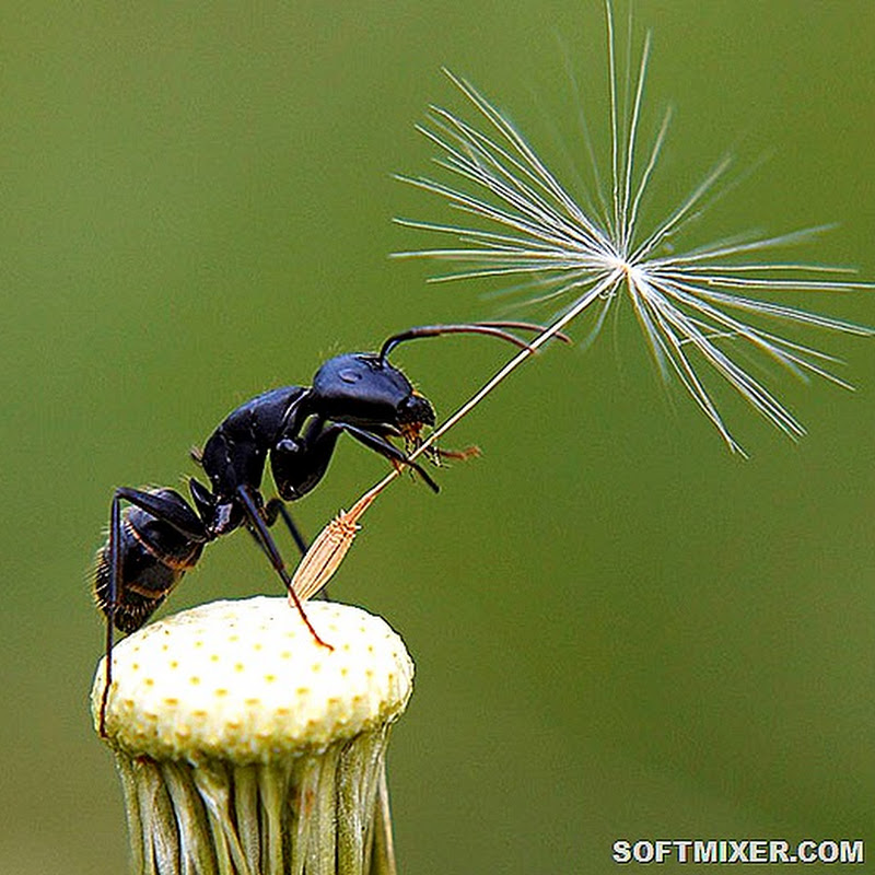 Тайная жизнь муравьев