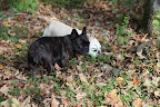 Don't you love the way fall leaves crunch underneath your paws, Sharkey?  Wait a minute, look over there!  I spy...