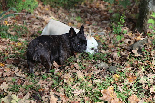 Don't you love the way fall leaves crunch underneath your paws, Sharkey?  Wait a minute, look over there!  I spy...
