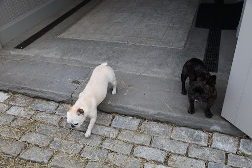 Sharkey, we always get treats.  Do you think we're fat?