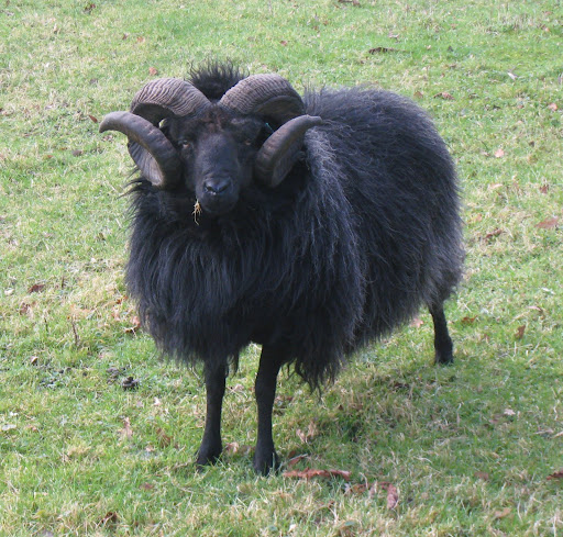 Black Welsh Mountain