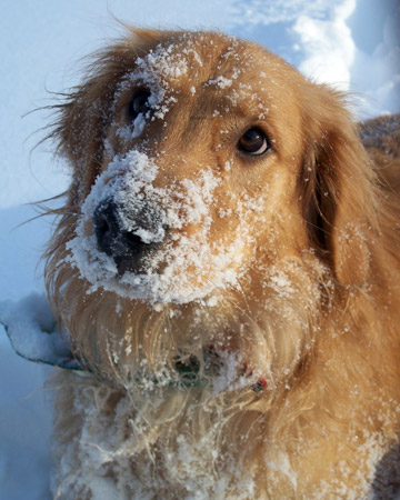 Fortunately some states have begun stipulating that antifreeze makers include a bitter taste additive to deter ingestion by children and animals.
Marleigh Bea - N.Y., Pennsylvania. Fortunately some states have begun stipulating that antifreeze makers include a bitter taste additive to deter ingestion by children and animals.
Marleigh Bea - N.Y., Pennsylvania.