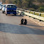 Chacma Baboon