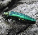 Emerald Ash Borer
Photo Credit:  Pennsylvania Department of Conservation and Natural Resources-Forestry Archive, Bugwood.org