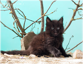 Фото котенка мейн-кун Faraday в 6 недель