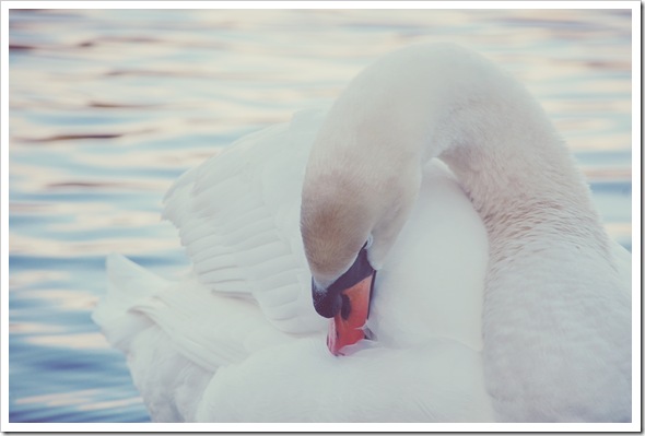 Mute Swan Soft 2