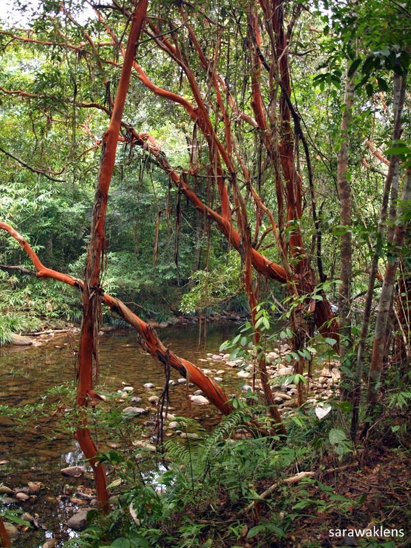 jungle_stream_Borneo