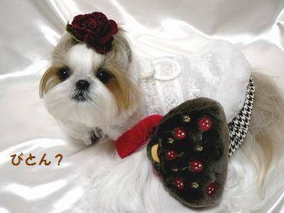 Nice Hairstyles for pets..