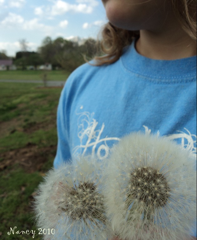 [dandelion13.jpg]
