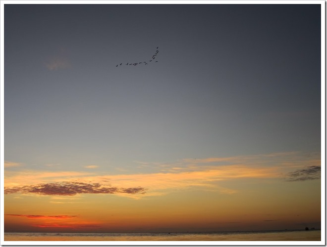 IMG_1650 IMG_1650