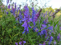 Kwiaty nieopodal cmentarza