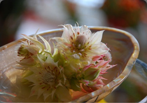 image8 podz florist