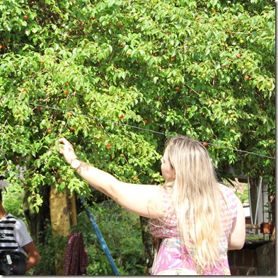 Pitangueira Pitangueira