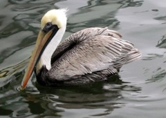 1202204 Feb 18 Pelican In The Water