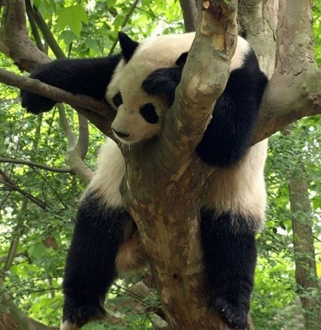 [tired-cute-animals-7%255B2%255D.jpg]