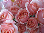 If only you could smell these roses!