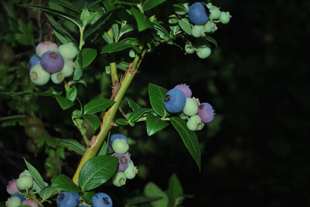 [SummerHouseJuly29Blueberries3.jpg]