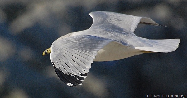 DSC_4727 DSC_4727